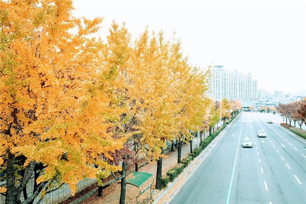 significado de soñar con arbol de ginkgo