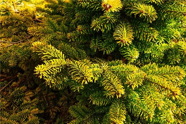 Significado de soñar con árbol de enebro.