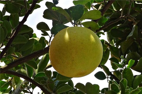 significado de soñar con arbol de toronja