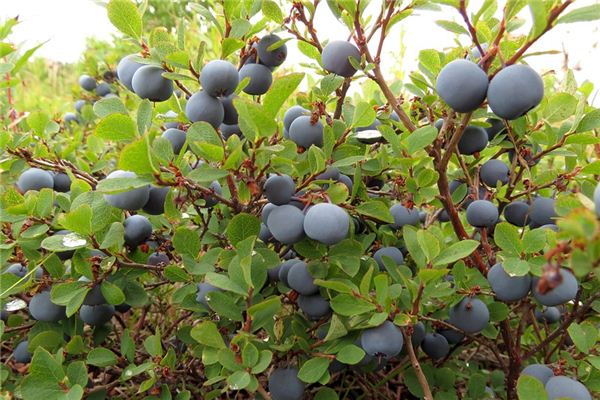 Significado de soñar con bosque de frutas