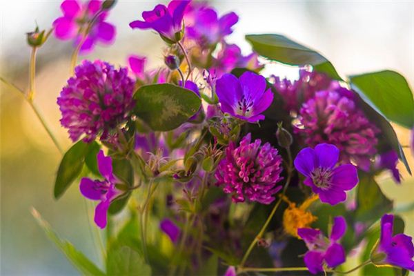 El significado espiritual de soñar con flores y árboles