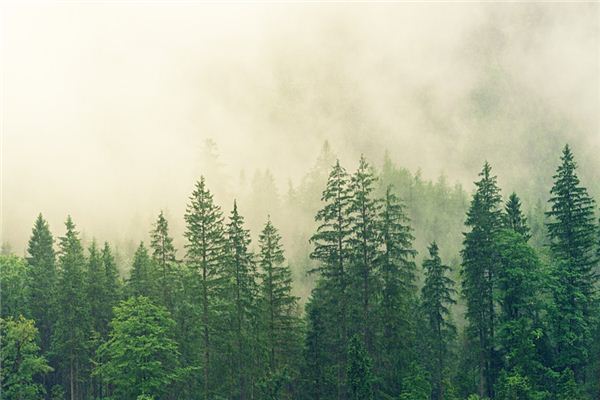 El significado espiritual de soñar con árboles verdes