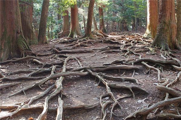 El significado espiritual de soñar con raíces de árboles