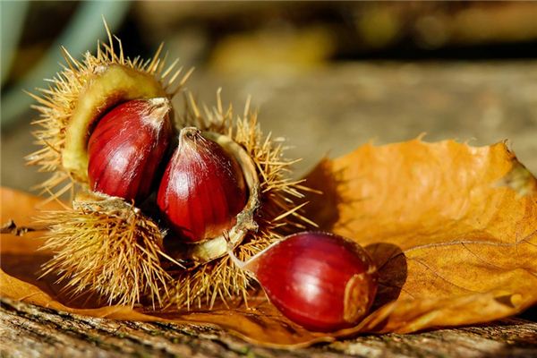 El significado espiritual de soñar con castaño grande