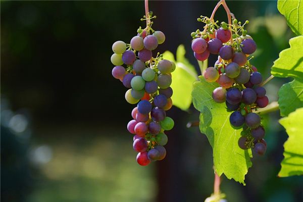 El significado espiritual de soñar con uvas