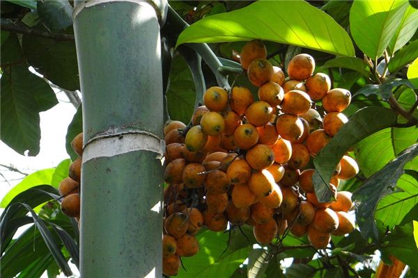 Significado de soñar con nuez de betel