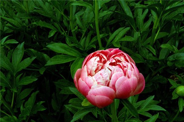 El significado espiritual de soñar con flores de peonía