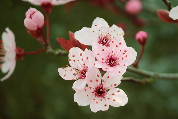 El significado espiritual de soñar con brezo