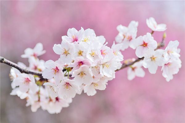 El significado espiritual de soñar con flores de cerezo