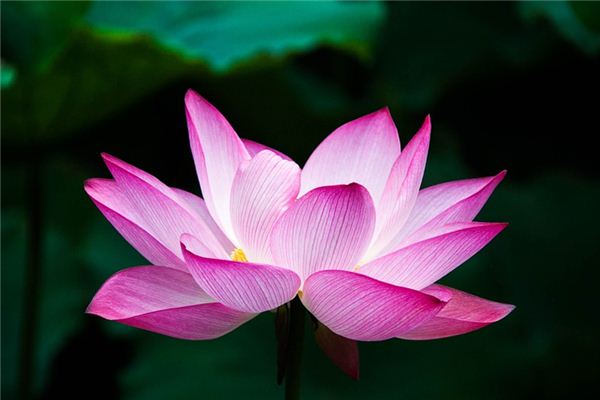 El significado espiritual de soñar con flor de loto