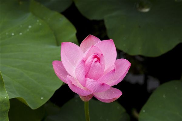 significado de soñar con flor de loto