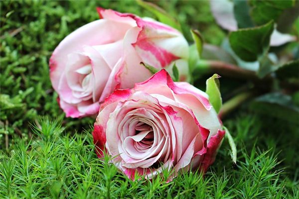 El significado espiritual de soñar con rosas