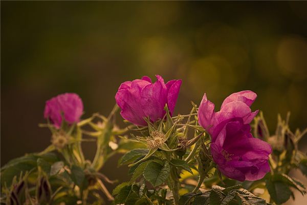 El significado espiritual de soñar con rosas silvestres