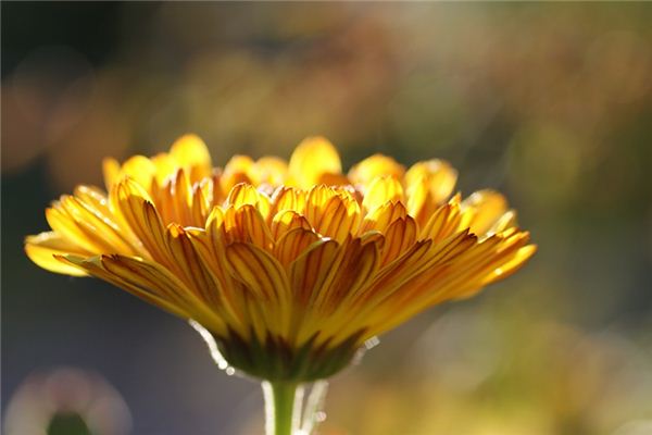 El significado espiritual de soñar con Calendula officinalis