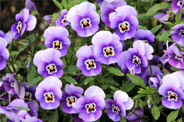 El significado espiritual de soñar con violetas