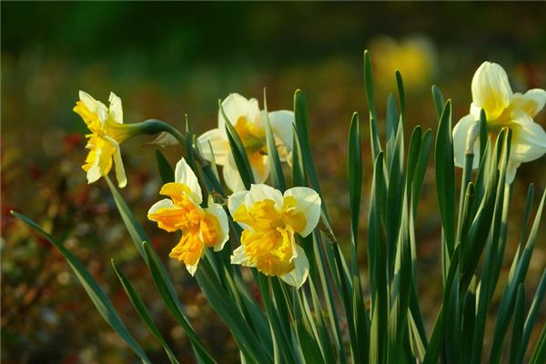 El significado espiritual de soñar con narcisos