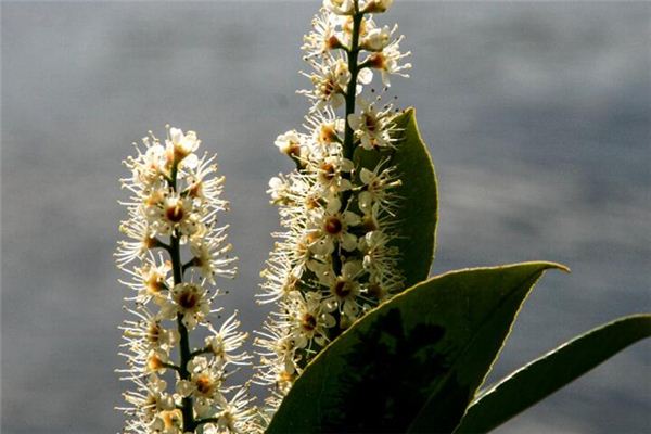 El significado espiritual de soñar con flores de laurel