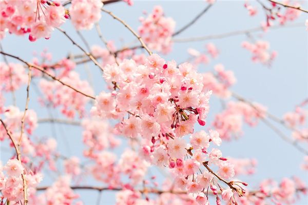 El significado espiritual de soñar con flores de clavel