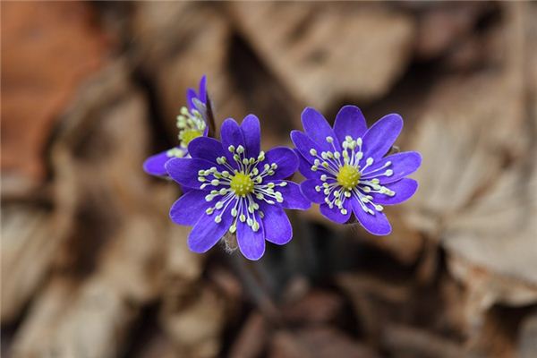 El significado espiritual de soñar con flores silvestres