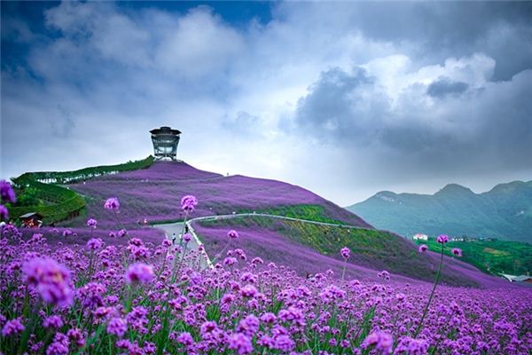 El significado espiritual de soñar con un mar de flores