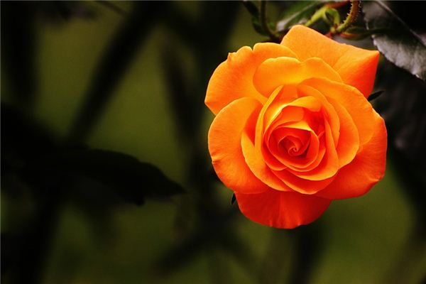 significado de soñar con rosas en flor