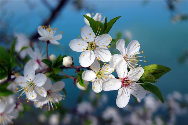 El significado espiritual de soñar con flores de cerezo