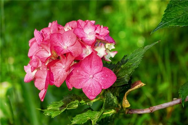 El significado espiritual de soñar con hortensias