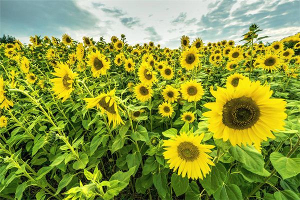 significado de soñar con girasol floreciendo