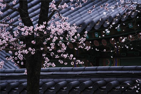 El significado espiritual de soñar con flores de ciruelo