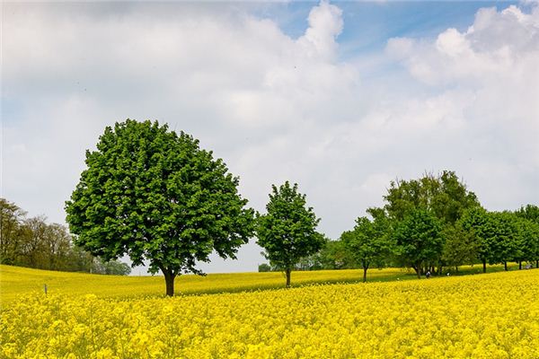 Significado de soñar con mucha coliflor