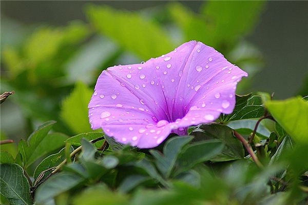 Significado de soñar con gloria de la mañana floreciendo