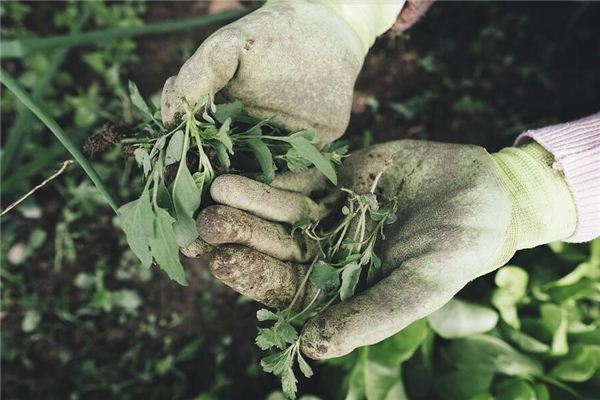 El significado espiritual de soñar que el patio está lleno de malas hierbas