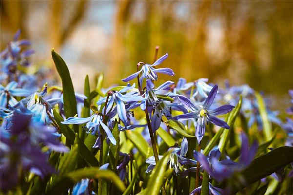 Soñar con orquídeas floreciendo exuberantemente significa