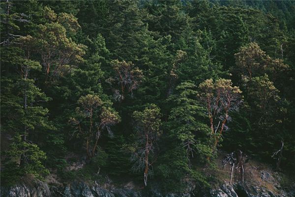 El significado espiritual de soñar con árboles frondosos