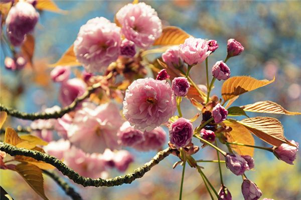 El significado espiritual de soñar con árboles floreciendo