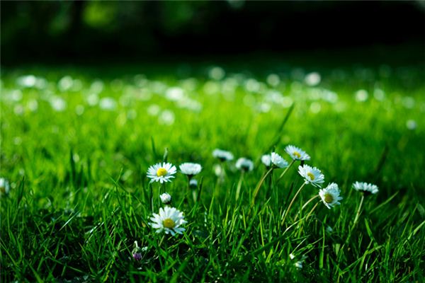 El significado espiritual de soñar con pasto