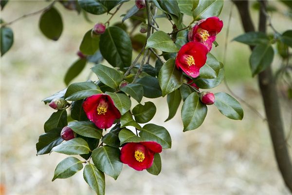 El significado espiritual de soñar con flor de camelia