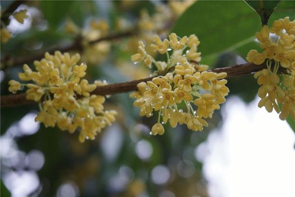 El significado espiritual de soñar con osmanthus