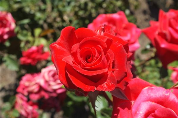 El significado espiritual de soñar con flores rojas