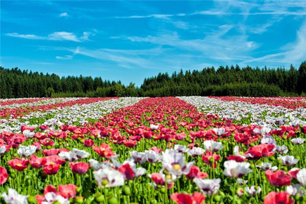 El significado espiritual de soñar con el mar de flores