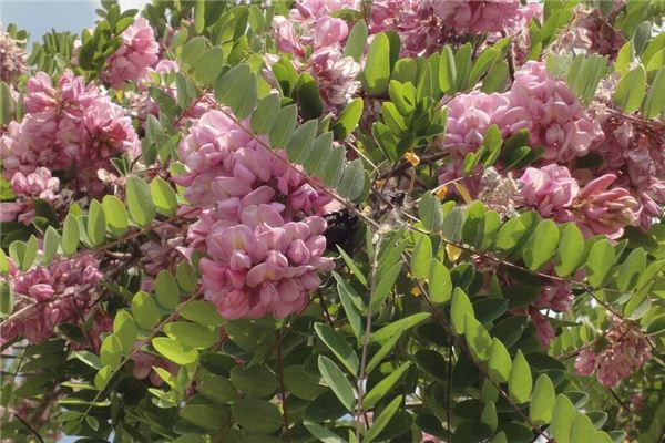 El significado espiritual de soñar con flores de acacia