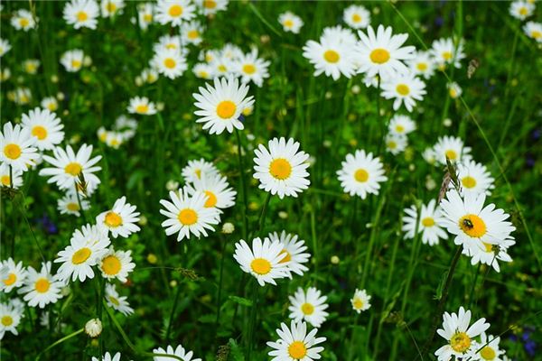 El significado espiritual de soñar con crisantemo blanco