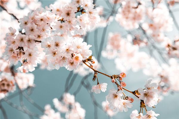 El significado espiritual de soñar con flores de pera