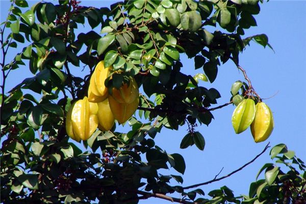 significado de soñar con carambola