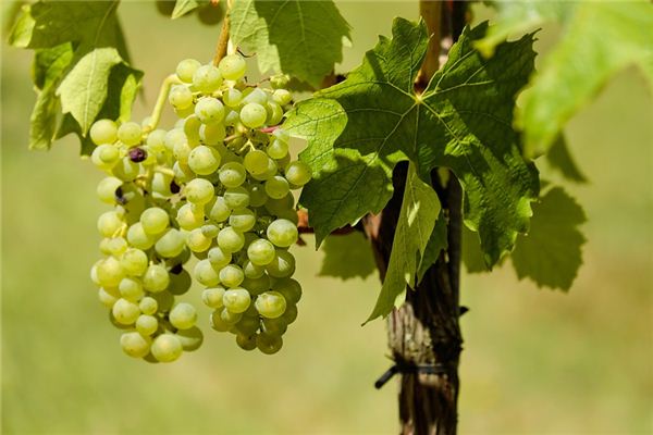 El significado espiritual de soñar con uvas verdes