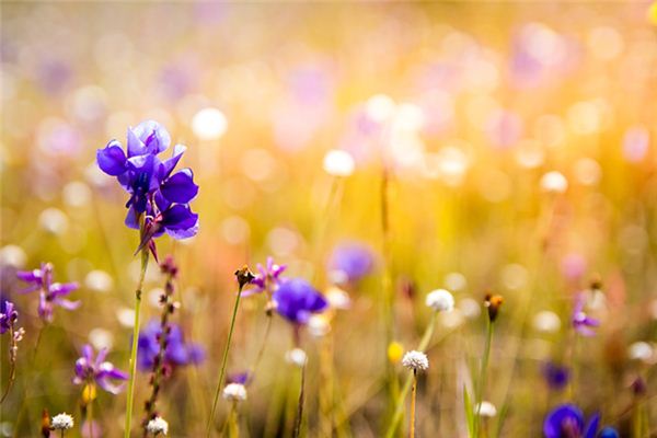 Significado de soñar con orquídeas brotando