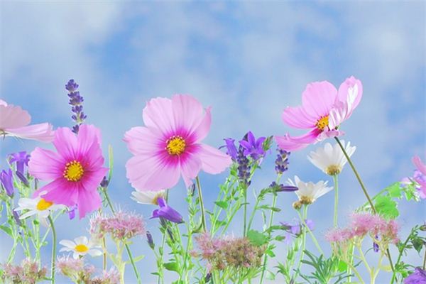 El significado espiritual de soñar con recoger flores