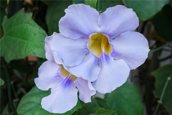 significado de soñar con plantar flores