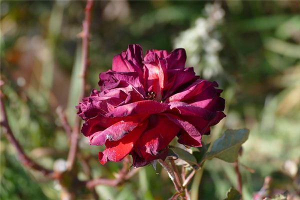 Soñar con el significado de las flores marchitas