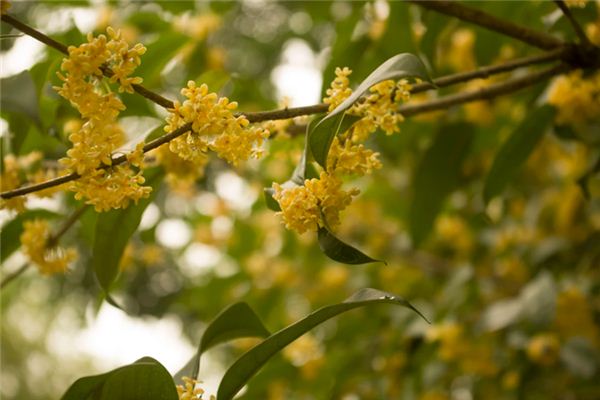 El significado espiritual de soñar con osmanthus